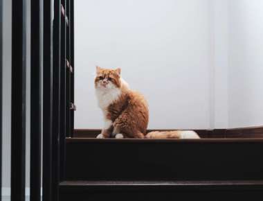 image-coupdepattes-chat-5