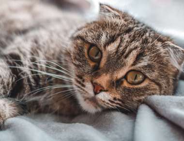 image-coupdepattes-chat-1