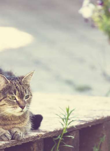 image-coupdepattes-chat-2