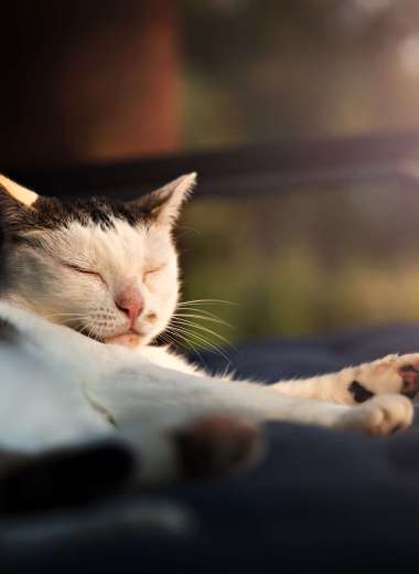image-coupdepattes-chat-6